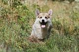 CORGI PEMBROKE 231